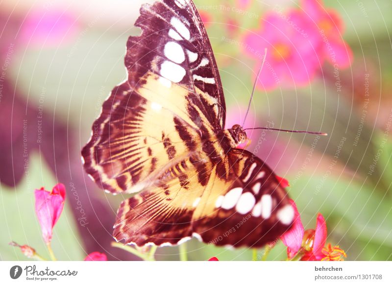 knallig ja knallig... Natur Pflanze Tier Frühling Sommer Schönes Wetter Blume Blatt Blüte Garten Park Wiese Wildtier Schmetterling Flügel 1 beobachten Erholung
