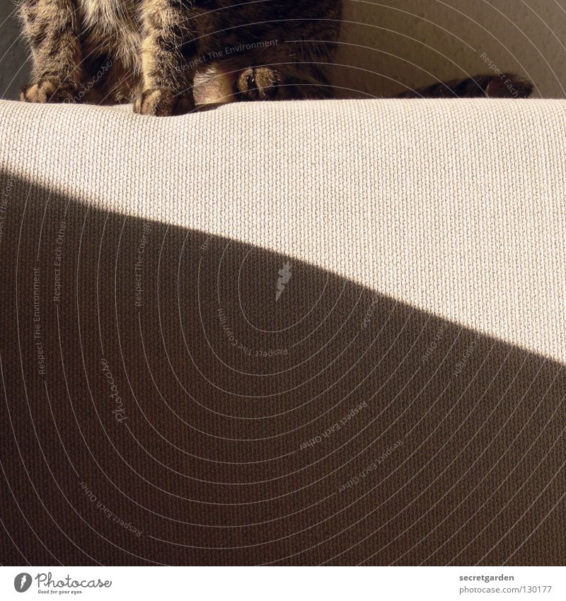 schräge katze Sofa Katze Tier Krallen Katzenpfote Pfote Erholung ausgestreckt hängen gestreift Stoff Physik kuschlig grau gemütlich lümmeln Fernsehen Material