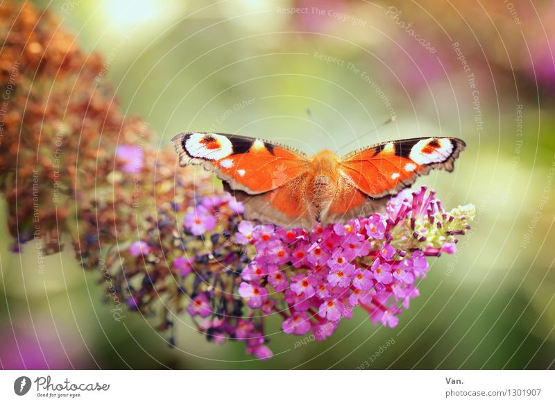 Beobachtungsflügel Natur Pflanze Tier Sommer Blüte Garten Wildtier Schmetterling Flügel Insekt 1 Wärme orange rosa Farbfoto mehrfarbig Außenaufnahme Nahaufnahme