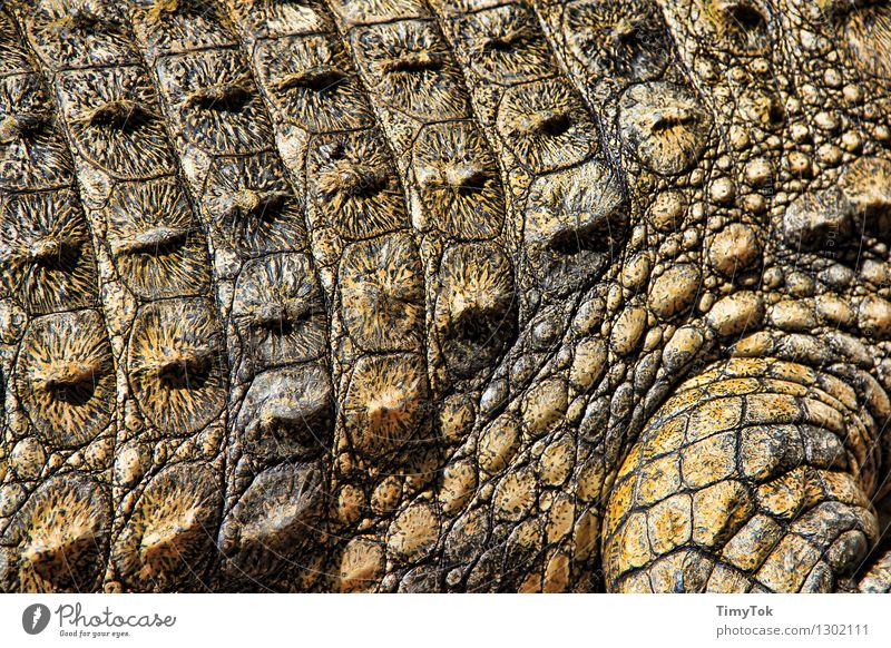 Krokodilhaut Tier Wildtier bedrohlich exotisch stachelig braun grün Farbfoto Nahaufnahme Menschenleer