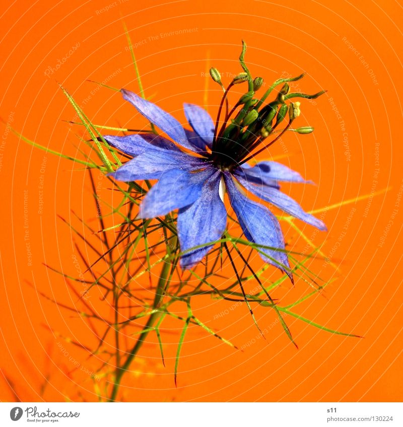 orange | blue Blume Blüte Kornblume zart fein Pflanze Blütenblatt rund Spielen Sommer Gegenteil knallig Kitsch grün binden Kopfschmuck Makroaufnahme Nahaufnahme