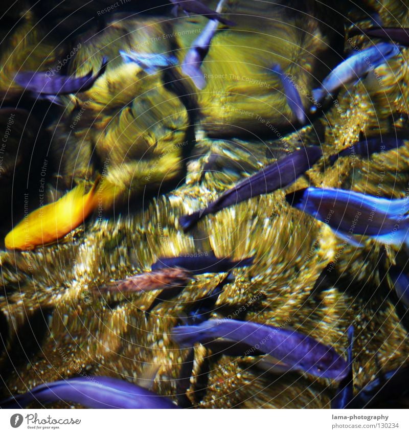 Goldener Außenseiter Aquarium Goldfisch Zierfische Buntbarsch Malawi Saphir Reflexion & Spiegelung Wasseroberfläche Wellen Meer See rein durchsichtig Angeln