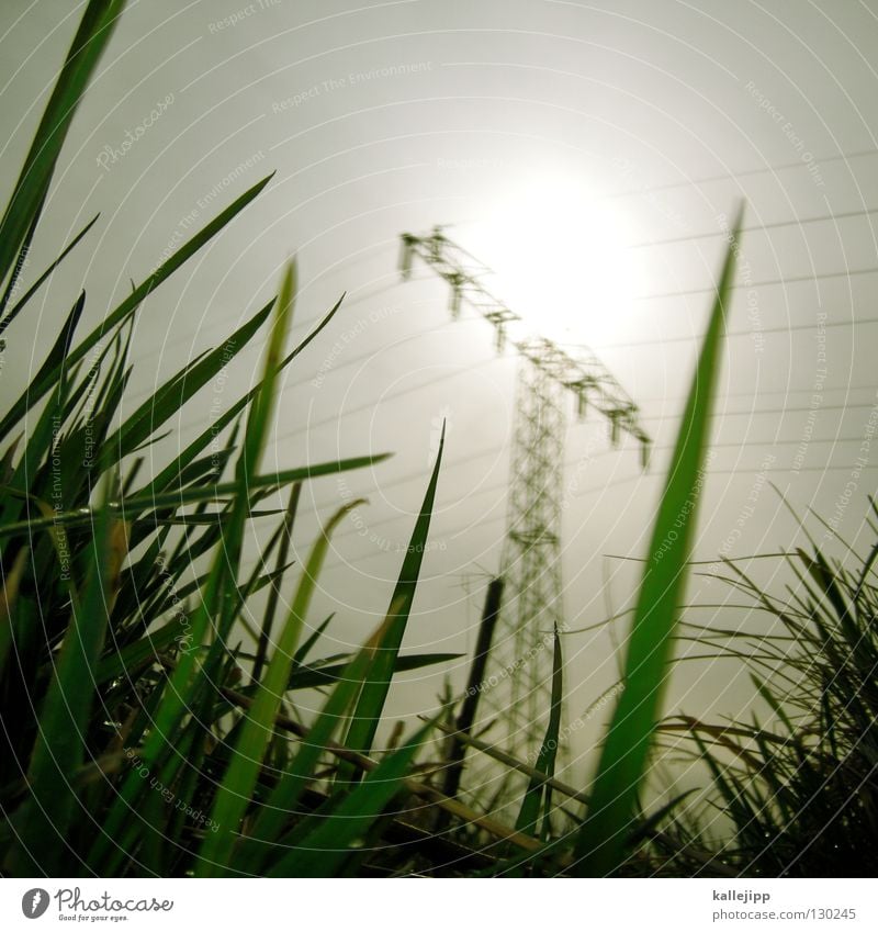 stromlieferant Elektrizität Energiewirtschaft nachhaltig Steinkohle Erneuerbare Energie Strommast Gras Wiese ökologisch Kuh elektronisch Biomasse