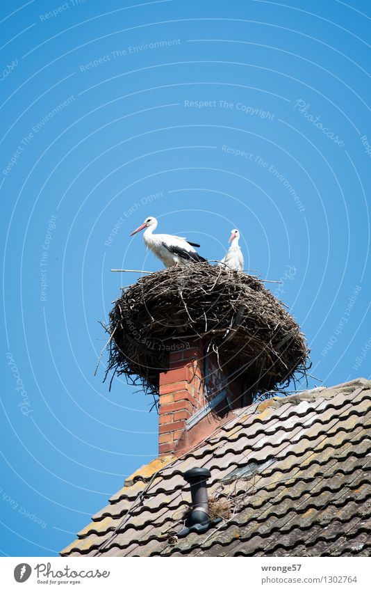 Heimkommen | Horst Umwelt Sommer Schönes Wetter Haus Dach Schornstein Tier Wildtier Vogel Storch 2 Tierpaar natürlich Neugier blau grau schwarz weiß Nest Himmel