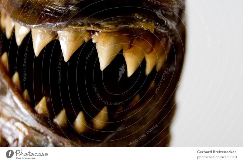 Bremsspur auf Straße Raubfisch Piranha Zähne gefährlich Biss bissig beißen Fressen Angst Fisch Tier Gebiss Aggression gruselig bedrohlich Maul Nahaufnahme Meer