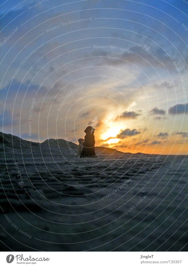 nicht allein II Strand Küste See Meer Gewässer Meerwasser Gezeiten Ebbe Wolken braun schwarz Wellen Brandung Reflexion & Spiegelung Abenddämmerung Schatten Hund