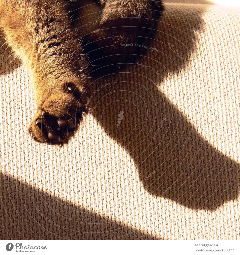 love cats Sofa Katze Tier Krallen Katzenpfote Pfote Erholung ausgestreckt hängen gestreift Stoff Physik kuschlig grau gemütlich lümmeln Fernsehen Material