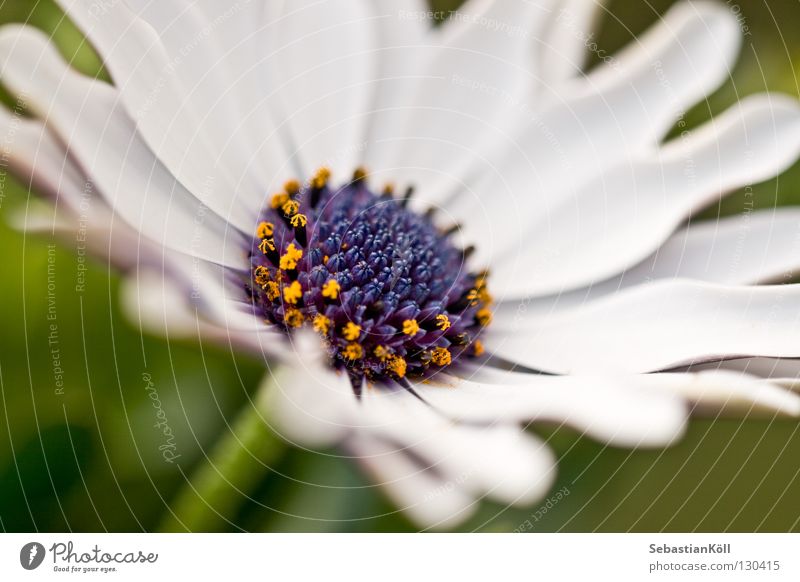 Weiße Schönheit Blume weiß Blüte gelb Frühling Makroaufnahme Nahaufnahme Detailaufnahme blau