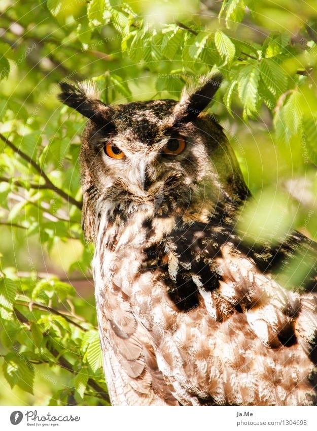 Huhu Uhu Tier Wildtier Vogel Tiergesicht Flügel Krallen Greifvogel Eulenvögel 1 beobachten braun grün Stolz klug Farbfoto mehrfarbig Außenaufnahme Nahaufnahme