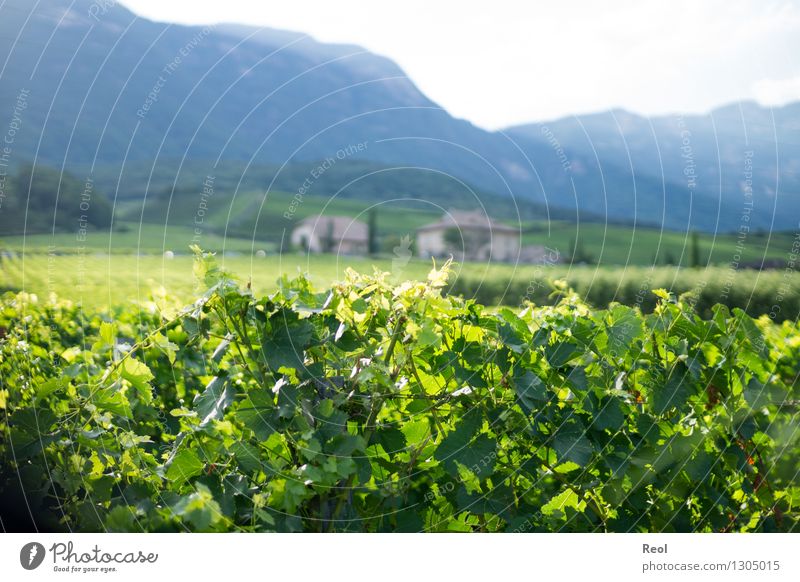 Weinberge Natur Landschaft Urelemente Sommer Schönes Wetter Pflanze Blatt Nutzpflanze Wildpflanze Hügel Berge u. Gebirge Südtirol Weingut Wachstum grün Farbfoto