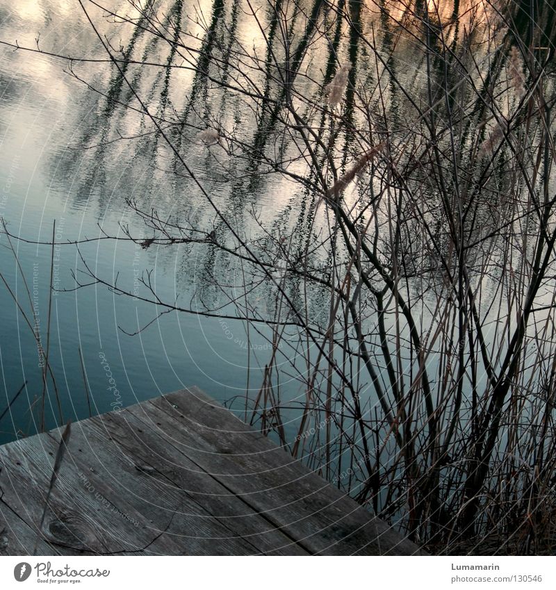 Ophelia Winter Wasser See Holz Traurigkeit dunkel Einsamkeit Vergänglichkeit Wasseroberfläche Steg Geäst Unterholz durcheinander Sonnenuntergang Ast Zweig Abend