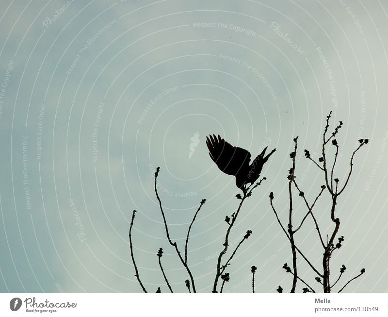 Eine Frage des Gleichgewichts Vogel Krähe Rabenvögel Aaskrähe Kolkrabe Baum Baumkrone flattern schlagen Zufriedenheit taumeln Wind festhalten Leidenschaft Sturm