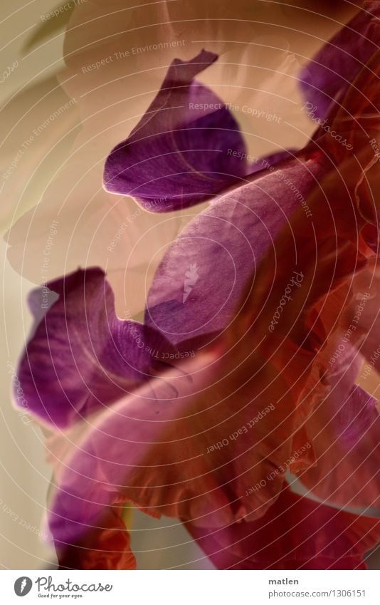 fioritura Pflanze Blume Blühend braun violett rosa rot Doppelbelichtung Gladiolen Farbfoto Außenaufnahme abstrakt Strukturen & Formen Menschenleer Tag Kontrast