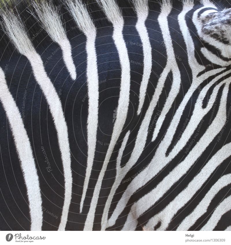 Bodypainting... Tier Wildtier Fell Zoo Zebra 1 Linie Streifen stehen ästhetisch authentisch schön einzigartig natürlich schwarz weiß bizarr Kreativität Leben