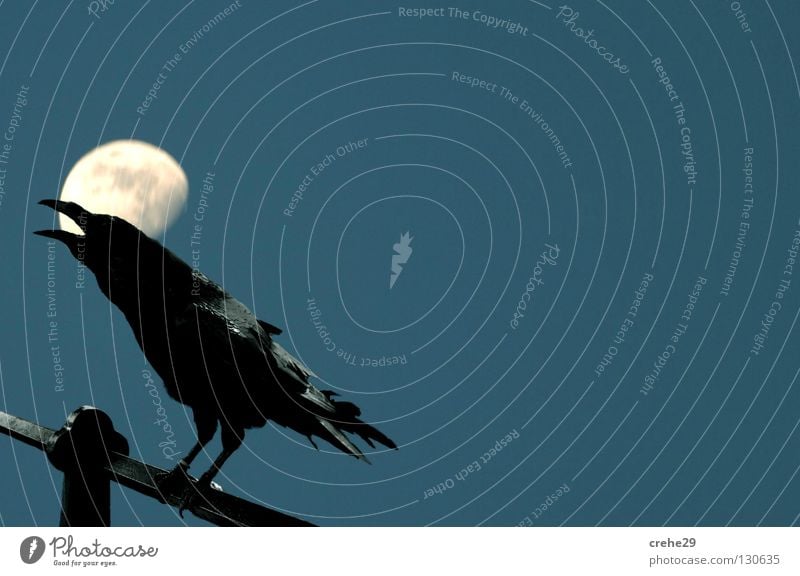 Bremer Nachtschicht Krähe Rabenvögel Vogel schwarz Dämmerung Blick Mond blau Silhouette Abend konstrast