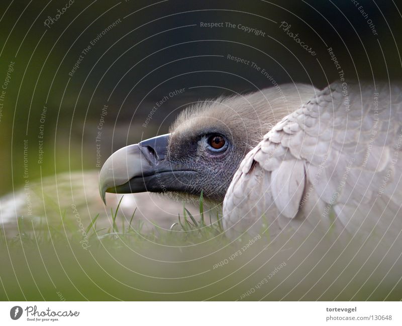 Raubvogel Zoo Gras Trauer Käfig eingeschlossen Vogel Tier Geier Adler Greifvogel eng Außenaufnahme Schnabel Feder Berge u. Gebirge Justizvollzugsanstalt