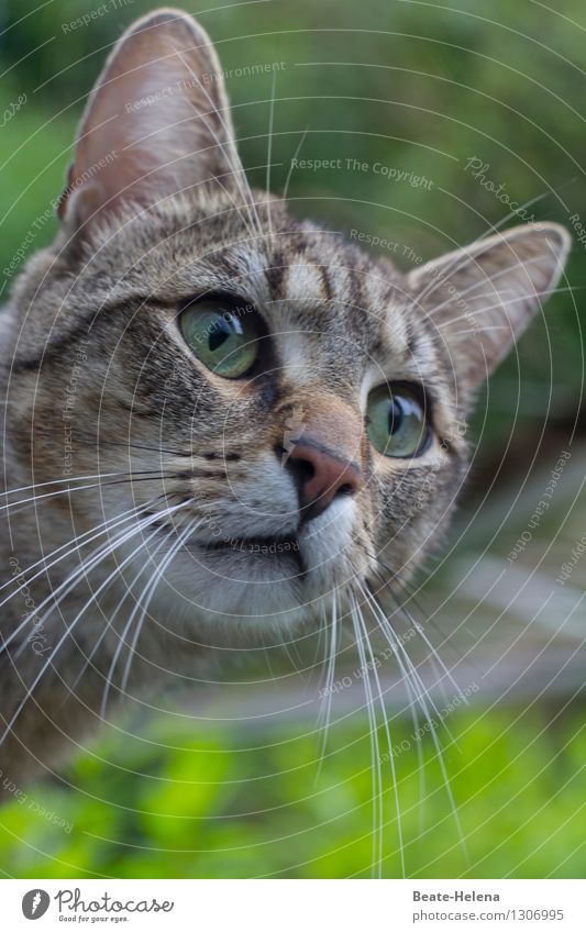 da verstehe noch eine/r die Welt Leben Natur Sommer Grünpflanze Garten Wiese Tier Haustier Katze Tiergesicht beobachten entdecken Blick Häusliches Leben