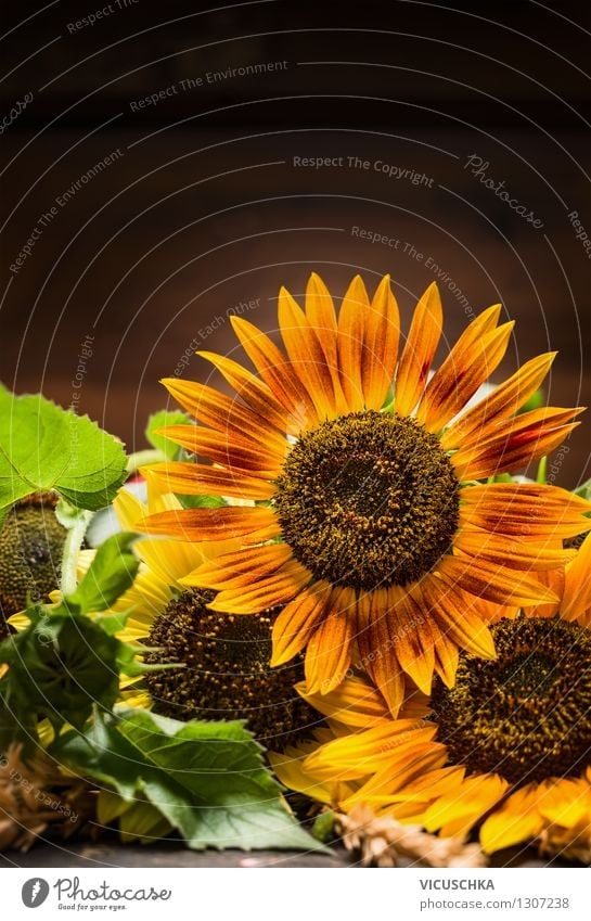 Sonnenblumen auf dunklem Hintergrund Stil Design Leben Sommer Garten Dekoration & Verzierung Natur Pflanze Herbst Blumenstrauß retro gelb Hintergrundbild dunkel