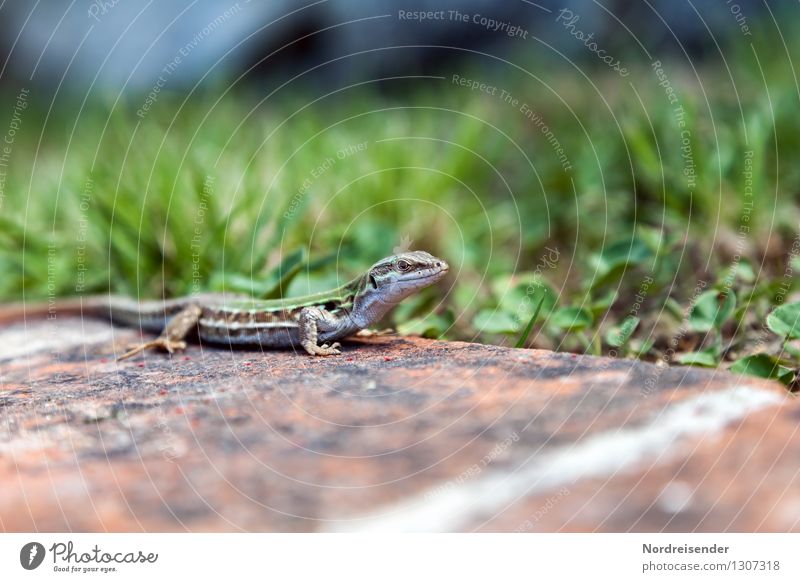 Trash 2015 | Eidechse Natur Pflanze Tier Erde Sommer Gras Wiese Wildtier beobachten Jagd warten Echte Eidechsen Reptil Farbfoto Außenaufnahme Menschenleer