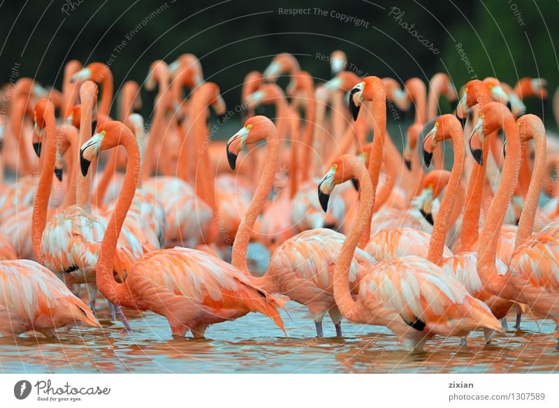 Flamingos, Phoenicopterus roseus, stehend im Fluss Tier Wildtier Vogel Flügel Tiergruppe Schwimmen & Baden schön niedlich mehrfarbig rosa rot Farbfoto Morgen