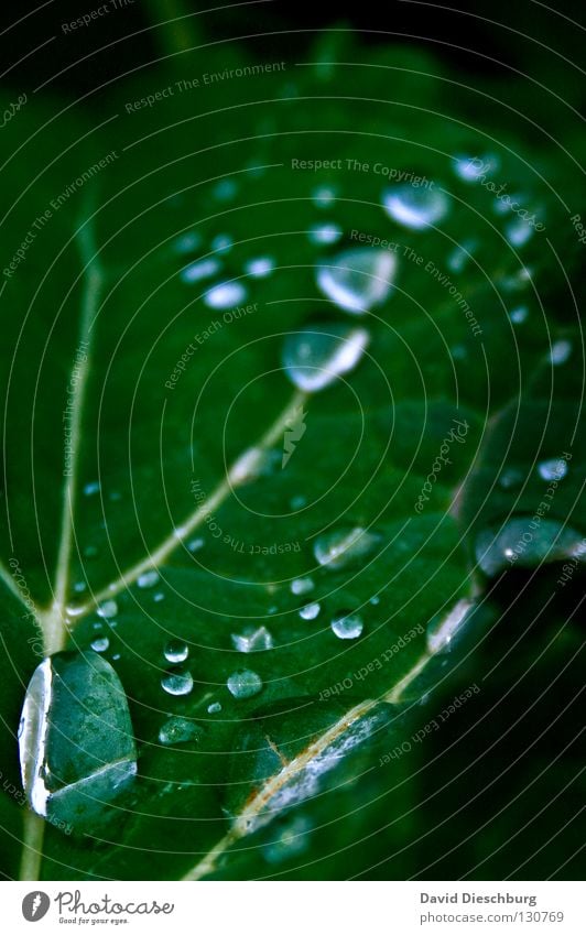 Green leaf in the rain Blatt Wassertropfen grün Reflexion & Spiegelung dunkelgrün Pflanze Feld Wiese Makroaufnahme Nahaufnahme Gewitter Regen Pearls blau weis
