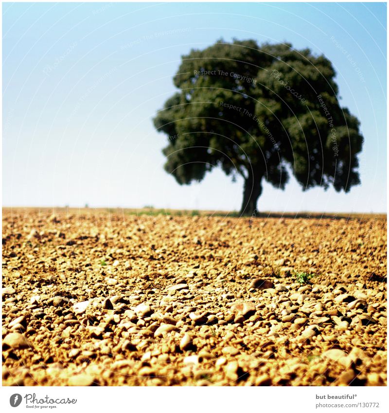 leben° Baum trocken Spanien heiß Sommer Physik Erde Sand Wüste Leben Landschaft Meseta Jakobsweg Camino de Santiago Wärme Durst