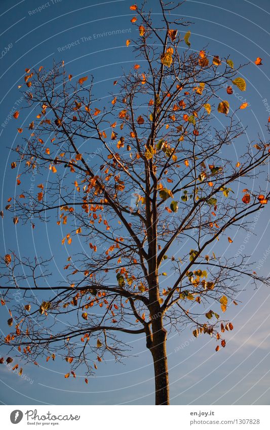 ungeschüttelt Umwelt Natur Pflanze Himmel Wolkenloser Himmel Sonnenlicht Herbst Klima Klimawandel Wetter Schönes Wetter Baum Laubbaum Herbstlaub alt fallen