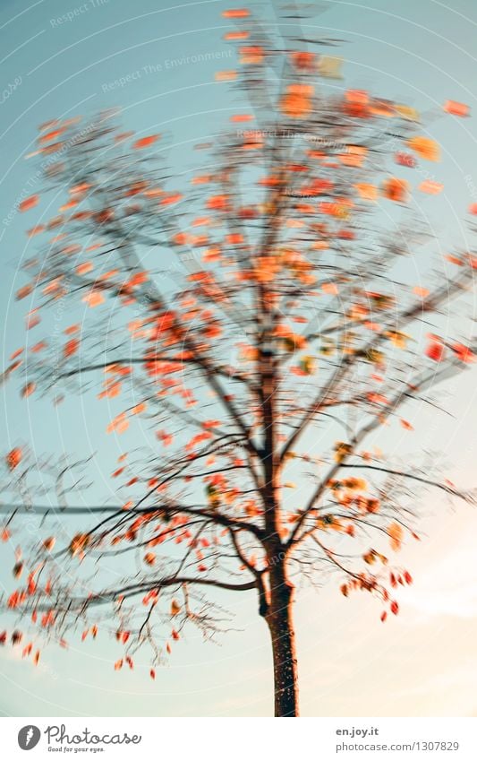 Bäumchen schüttel dich Natur Pflanze Himmel Herbst Klima Klimawandel Wetter Wind Sturm Baum Laubbaum Herbstlaub blau orange Lebensfreude bizarr Leichtigkeit
