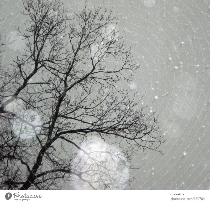 Aprilscherz Baum Winter kalt Schneeflocke grau Schneefall Jahreszeiten ruhig Flocke Eis Wetter Tristess Reflexion & Spiegelung durchsichtig Ast