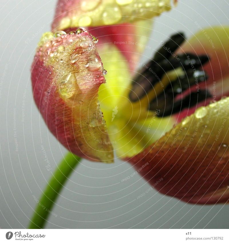 Tulpe | TropfNass Blume Blüte Frühling alt Blühend Vergänglichkeit Gefäße Ordnung Blick Blütenblatt blau schwarz rosa gelb grün Stengel Freisteller nass Regen