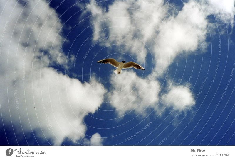 high Möwe Vogel himmlisch himmelblau Wolken schlechtes Wetter Brise Luft Luftverkehr Handzettel Spannweite ausbreiten Einsamkeit Schnabel fliegen Unendlichkeit