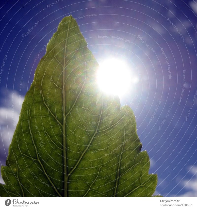 greenscreen-ing Sonne Natur Pflanze Himmel Wolken Sonnenlicht Frühling Sommer Blatt Grünpflanze Nutzpflanze hell nah blau grün Farbe Hibiscus Photosynthese