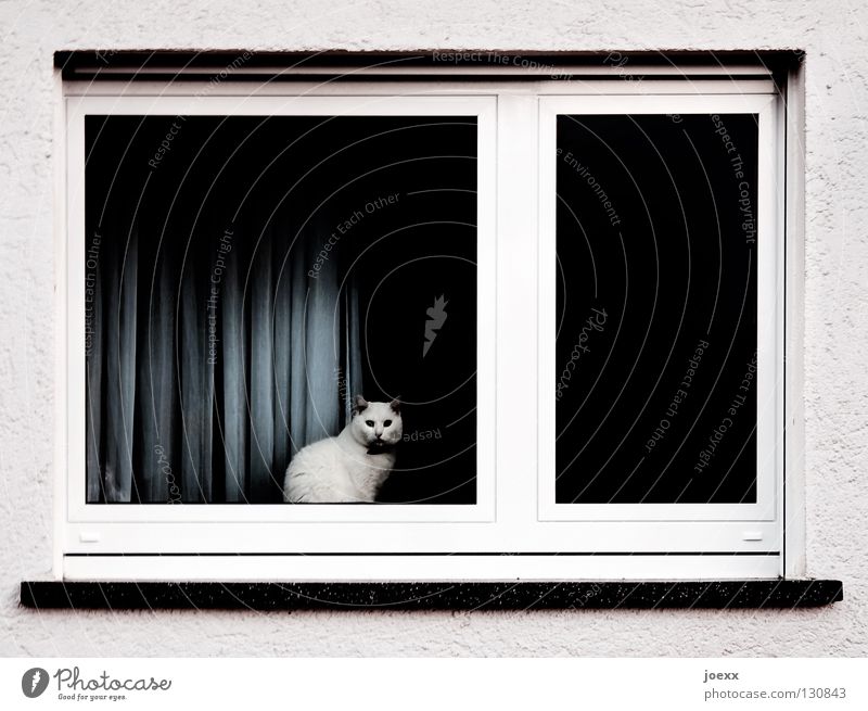 Zimmer mit Aussicht Geländer dunkel gefangen Fenster Fensterbrett Fensterrahmen gemütlich Hauskatze Haustier Katze Langeweile Miau Blick ruhig Tier unheimlich
