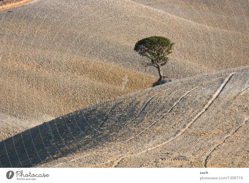 Einzelkämpfer Umwelt Natur Landschaft Urelemente Erde Sand Klimawandel Dürre Pflanze Baum Feld Hügel Wüste Italien Toskana dehydrieren Wachstum trocken braun