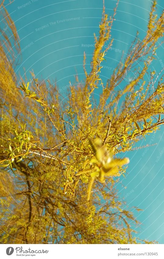 ::EXPLOSION:: gelb rot Schwung Trauerweide Baum Frühling Blüte Farbe orange blau fliegen Weide Blütenknospen elsone