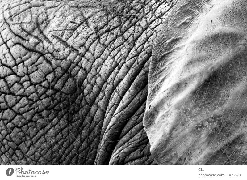 elefantös Tier Wildtier Zoo Elefant Elefantenhaut Elefantenohren 1 alt Tierliebe Senior Schwarzweißfoto Strukturen & Formen Menschenleer Tag
