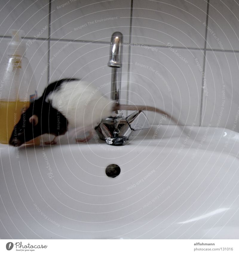 Frühschicht im Badezimmer eines Junggesellen Ratte Schwanz Nagetiere Ekel Tier Fell rot Borsten Waschbecken Keramik Emaille Wasserhahn Kran heiß kalt Abfluss