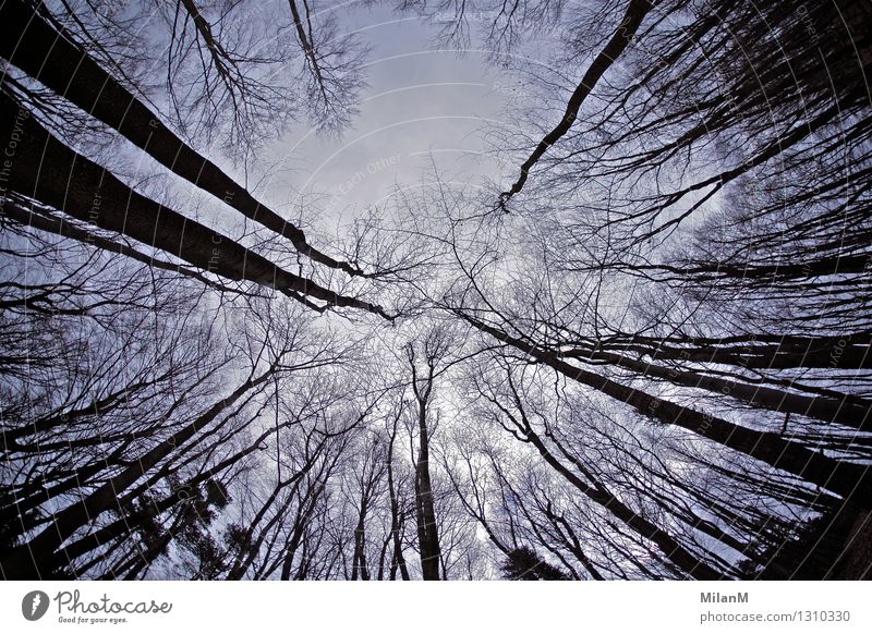 Wood Umwelt Natur Himmel Winter Baum Wald Holz bedrohlich dunkel gigantisch gruselig wild Gefühle Stimmung Angst Verzweiflung Abenteuer chaotisch Erfahrung