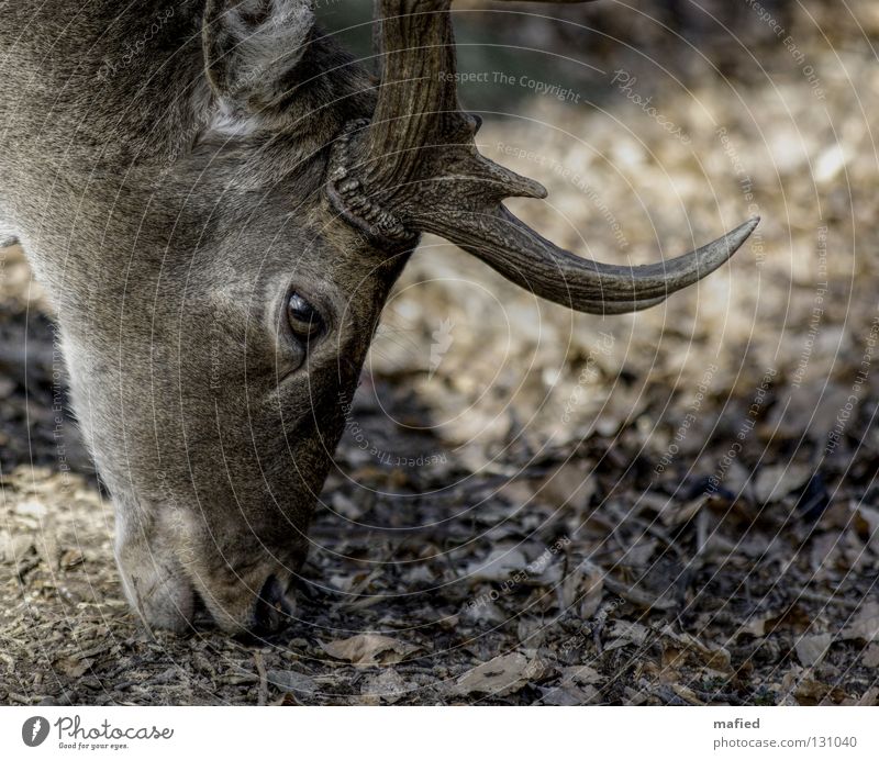 Damhirsch Hirsche Damwild Wildpark Horn grau braun Silhouette Fressen Frieden Säugetier Profil zutraulich Blick Wildtier sanft Auge