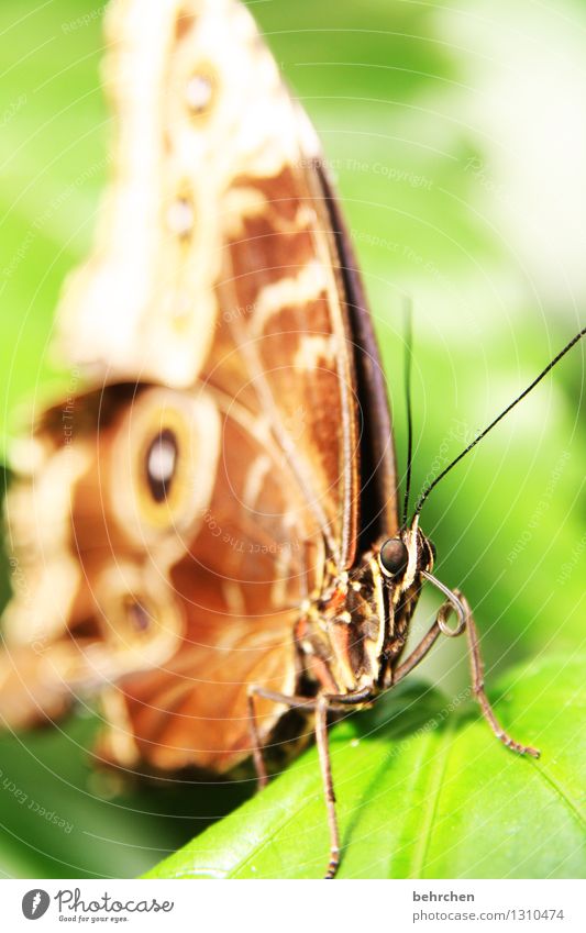 zunge strecken tut man nicht... Natur Pflanze Tier Frühling Sommer Blatt Garten Park Wiese Wildtier Schmetterling Flügel 1 beobachten Erholung fliegen Fressen