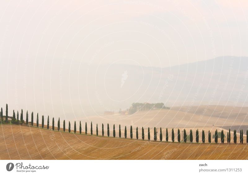 alles in Ordnung Umwelt Natur Landschaft Erde Sand Gewitterwolken Sommer schlechtes Wetter Nebel Pflanze Baum Zypresse Feld Hügel Val d'Orcia Toskana Italien