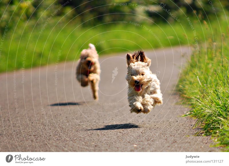 fliegende Hunde Farbfoto Außenaufnahme Freude Glück Sommer Sportveranstaltung Freundschaft Ohr rennen laufen grün Pudel Dackel Aktion beige Mischling Zwerg