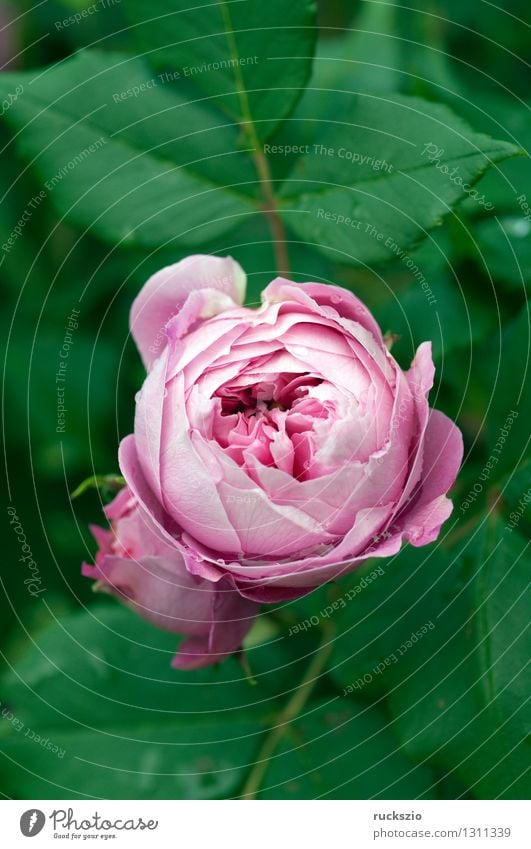 Strauchrose; La Reine; Pflanze Blume Rose rosa la reine Zierstrauch Zierstraeucher Parkrose Parkrosen Rosenblüte White rose shrub rose ornamental shrub