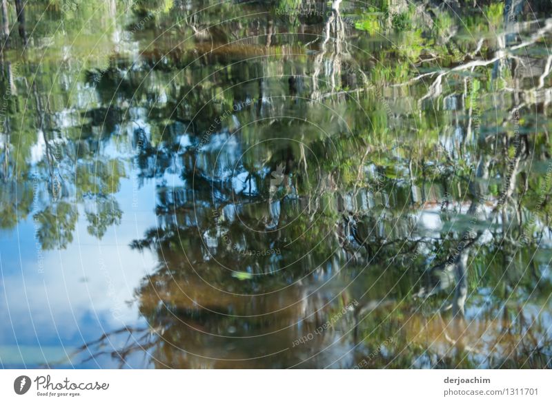 Ein  Outback Fluß. Sehr schöne Spiegelung. Von einem Baum spiegeln sich Äste und Zweige. exotisch ruhig Ausflug Umwelt Natur Wasser Sommer Schönes Wetter