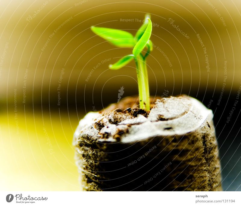 Wachstum Pflanze Baum Trieb Symbole & Metaphern Kraft Sämlinge Samen Saatgut Licht Botanik Blumentopf Blatt Umweltschutz Gärtnerei Topfpflanze pflanzlich