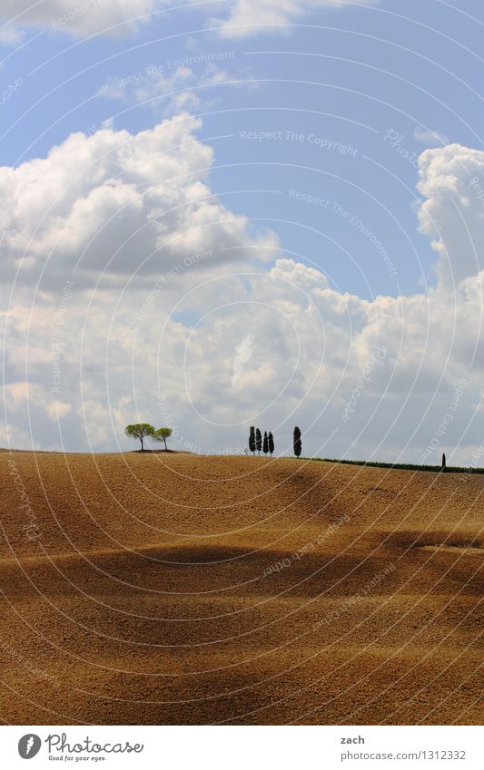 Begegnungen Umwelt Natur Landschaft Erde Sand Himmel Wolken Sommer Schönes Wetter Dürre Baum Zypresse Feld Hügel Italien Toskana Wachstum blau gelb