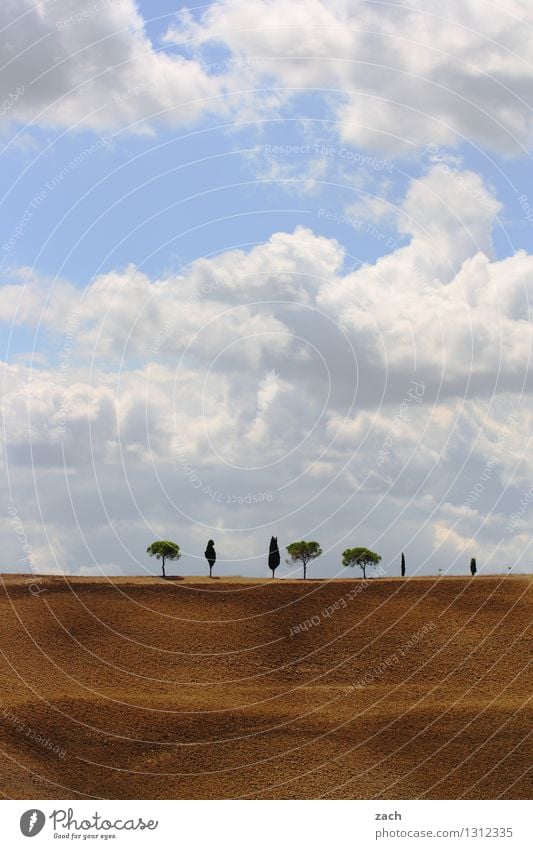 gut sortiert Umwelt Natur Landschaft Erde Sand Himmel Wolken Sommer Schönes Wetter Dürre Pflanze Baum Zypresse Pinie Feld Hügel Italien Toskana Val d'Orcia