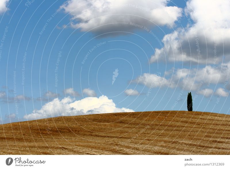 kümmerlich | Vegetation Erde Sand Himmel Wolken Schönes Wetter Dürre Pflanze Baum Zypresse Feld Hügel Wüste Italien Toskana Val d'Orcia Wachstum blau gelb