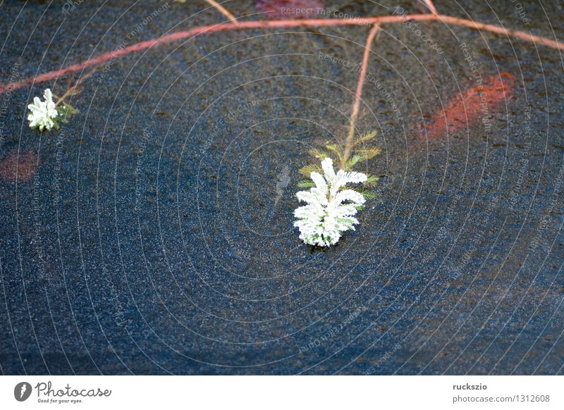 Tausendblatt, Myriophyllum, aquaticum, Eis Winter Pflanze Blatt authentisch Eisfläche gefroren eis Suesswasserpflanze Wasserpflanze Gartenteichgewaechs Milfoil