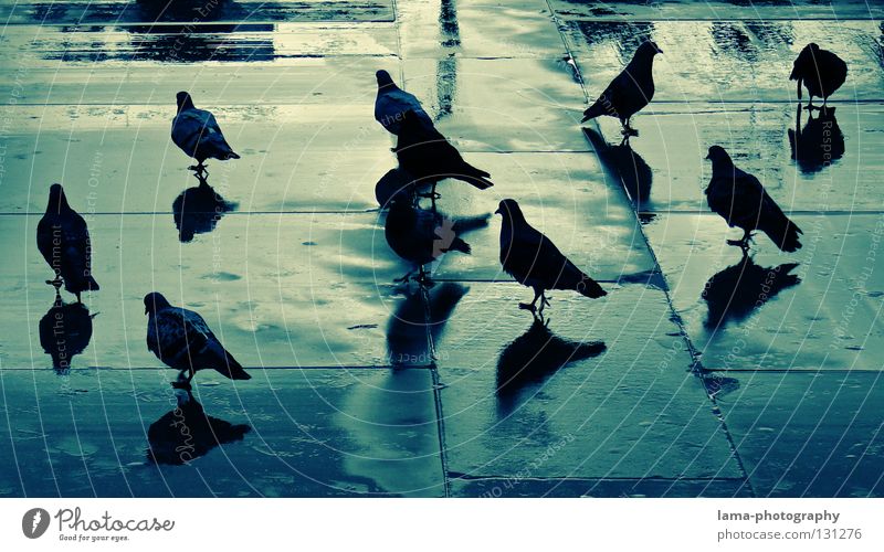 Blueprint of pigeons Taube Vogel Anhäufung Versammlung Reflexion & Spiegelung nass Pfütze Platz Schattenspiel Silhouette Stadt Gewitter Farbe Columbidae Regen